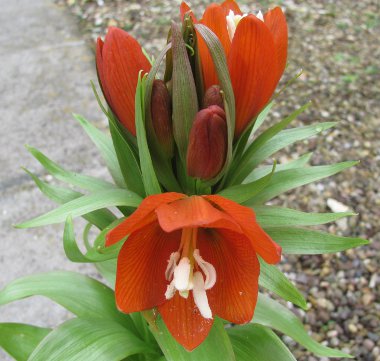 Fritillaria eduardii 